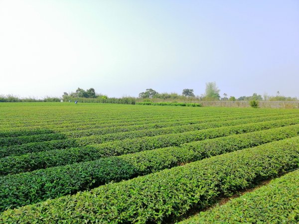 趣味撿小百岳。編號51小百岳 松柏坑山752967