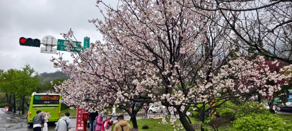 陽明山趴趴走 - 賞櫻花 3/72729253