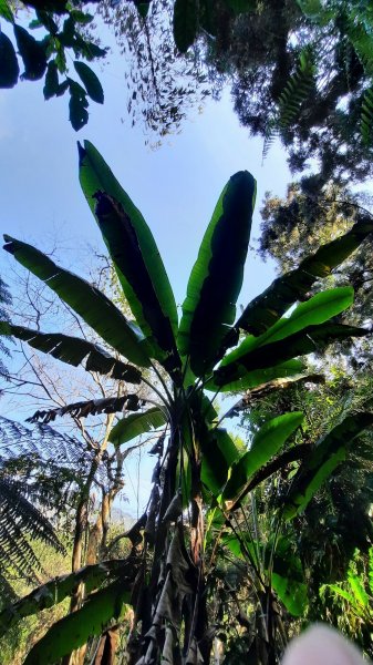 《南投》竹林台灣杉｜溪頭山竹崙山志騰山O繞202302182035927