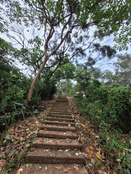 古坑荷苞山步道+小溪子山202411032642254