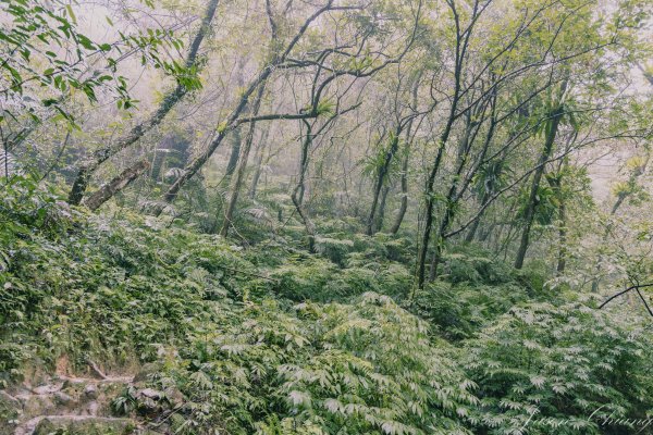 [新北]二格山2730202