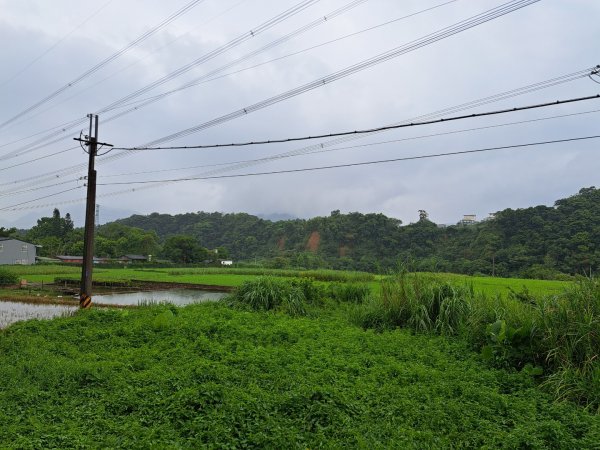 2026樟之細道：清水坑古道-伙房崎古道-大牛崎古道3111867