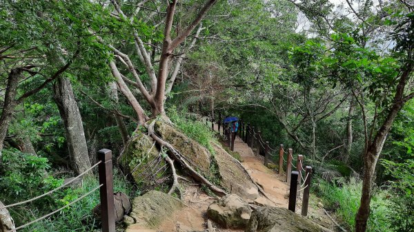 《台中》樹抱石｜大坑步道6上7下健行202109211464895