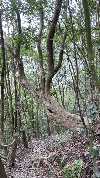 崩潰陡上的水雲三星～鳥嘴山（上島山）2095295