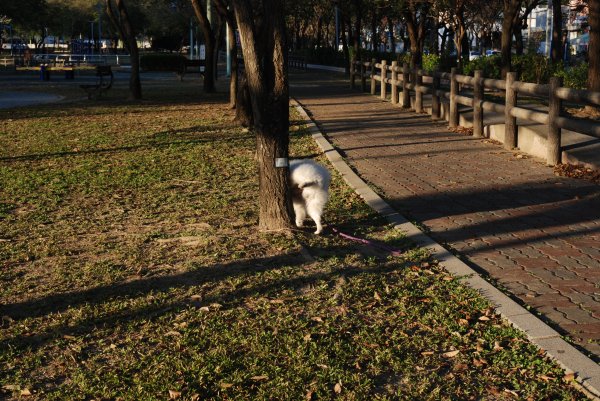 帶銀狐犬去廍子公園散步 2024.1.162404681