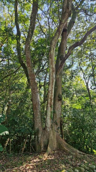 20260110楊梅福人步道-老坑山-保甲古道-東森山林步道-小楊梅步道-秀才步道茶園段2982029
