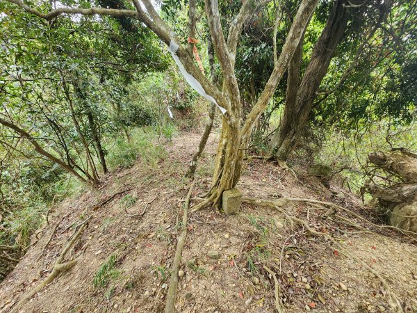 20250329東坑山八角崠山打鹿坑山2798882