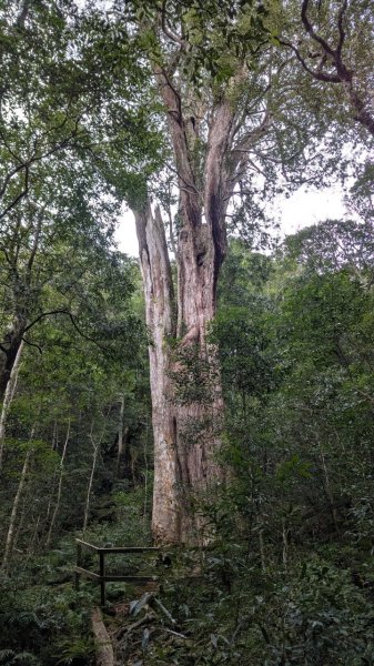 北得拉曼巨木步道2695491