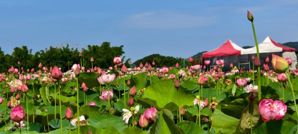 金山清水濕地 5/31 #牡丹蓮 #香水蓮2799970