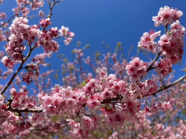 復興鄉悠然秘境櫻花🌸林野餐🧺2722982