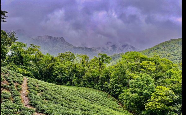大舌湖山-漁光國小-茶園-虎寮潭吊橋2774944
