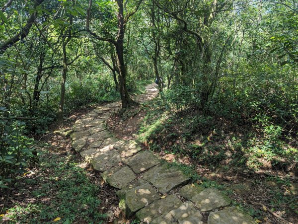 頂山石梯嶺步道2282539