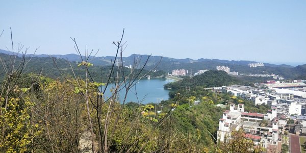 基隆國家新城樂利山，國寶鐘萼木開花惹1281536