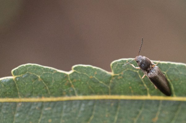 微笑山線 筆架連峰段段｜健行筆記尋寶任務2824780