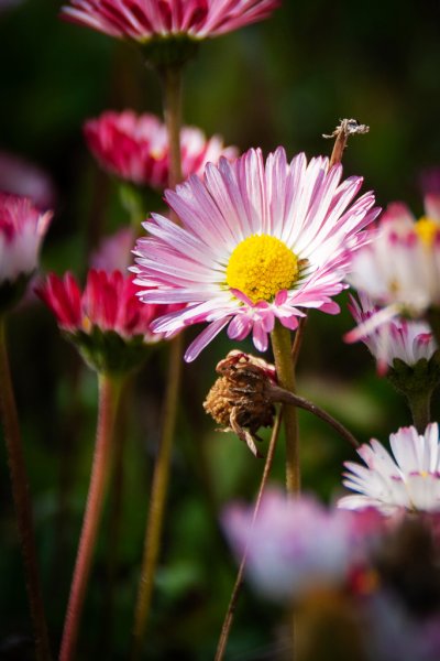 2026-03-28 阿里山3027214