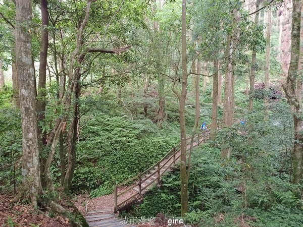 【桃園復興】台灣百大必訪步道。 東眼山森林遊樂區-東眼山自導式步道2835922