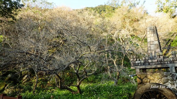 石門水庫梅景美景799259