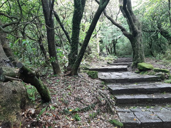 110 年春 登七星山1345739