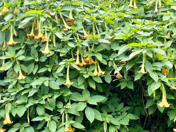 《陽明山的山林片刻｜沿著青春嶺路走向山野的綠意》2939247