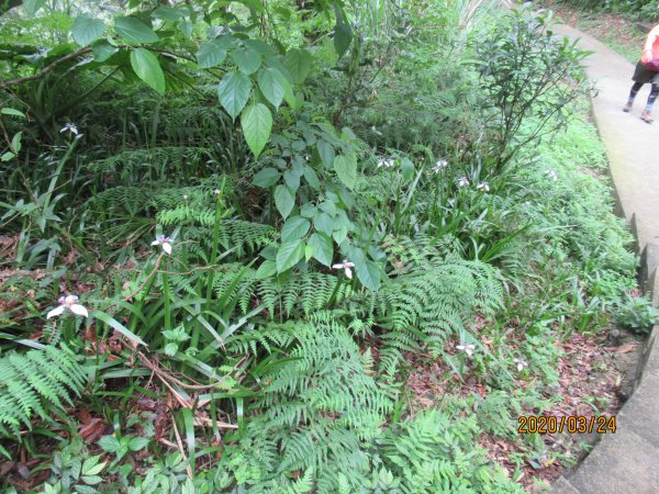 紅淡山步道907489