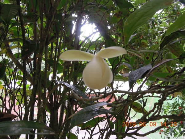 20190609_月扇湖山841493