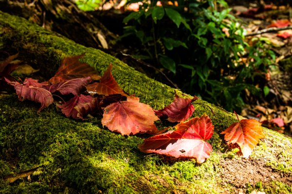 稍來山楓葉林2960867