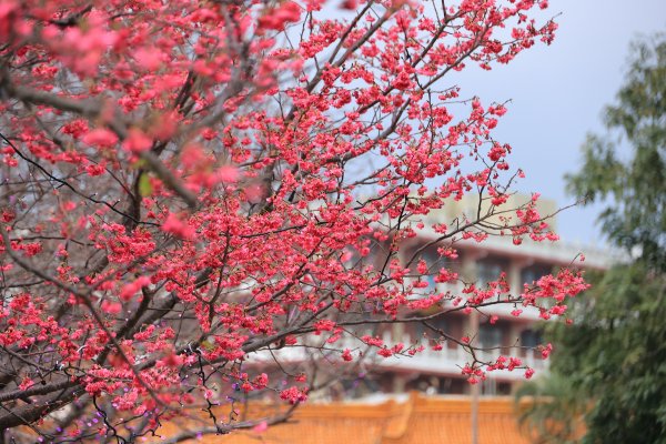 【賞花】林口竹林山觀音寺櫻花豔紅綻開 漫步庭園賞櫻好浪漫