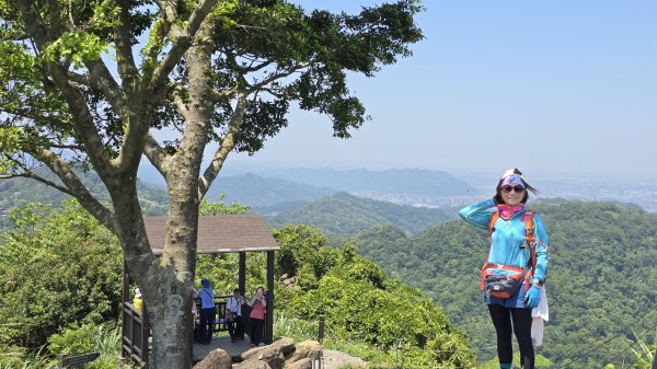 2025桐花大爆發，台灣最大的賞桐花景點，土城桐花公園、天上山及火焰山的桐花大爆發2776454