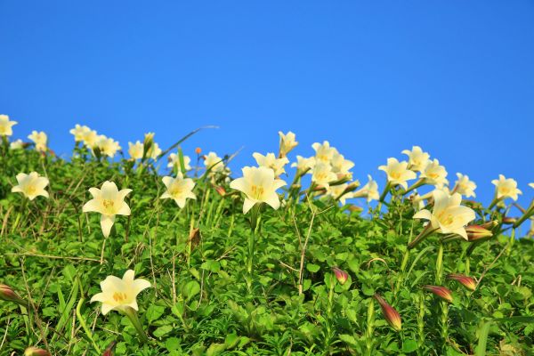 初夏北海岸的山花亂舞-麟山鼻的台灣百合125484