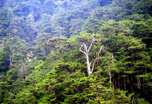 山風15度C吹拂 ~ 合歡溪 步道1551798