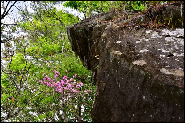 波津加山頂的玉山杜鵑開花了！315780