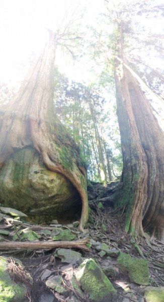 20231025⛰️二萬坪山 🌲黑森林🌲樹抱石 奮起湖老老街2326734