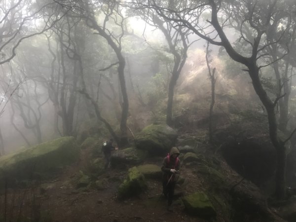 一葉蘭（期間限定）、加里山、杜鵑嶺2099916