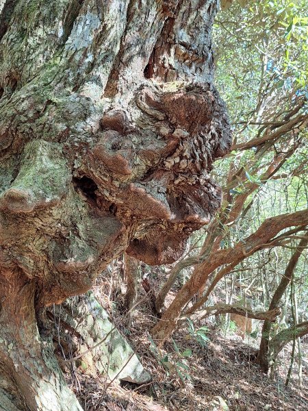 稍來神木+稍來山+稍來山南峰O型202412292678978