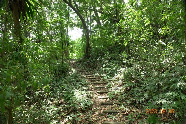 新北 烏來 福山植物園 - 哈盆越嶺步道 - 志良久山2241658