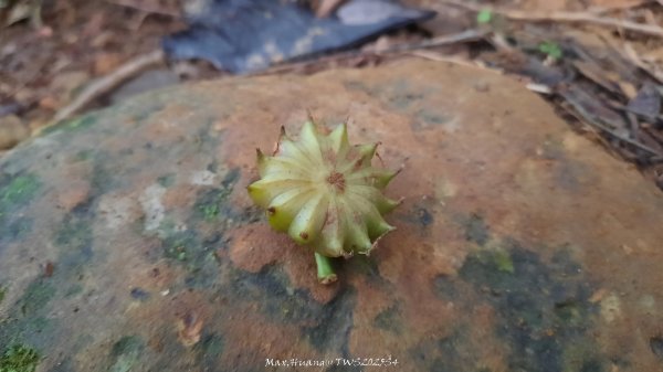 《新竹》斷崖神木｜北得拉曼步道小P繞202510172917596