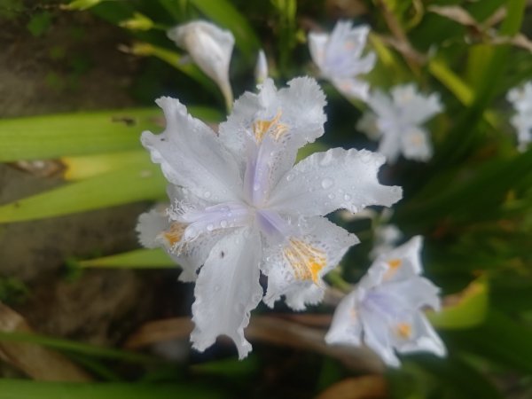 梅山鄉撿山頭2449422