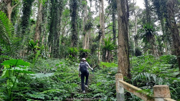 《南投》竹林茶園｜鳳凰谷步道環鳳凰山寺O繞202506222817514