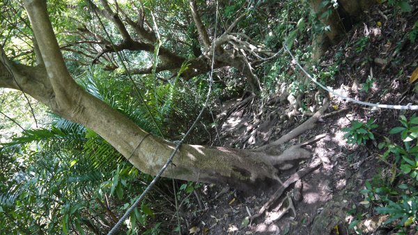 觀音山登山健行趣(小百岳05號)1632409