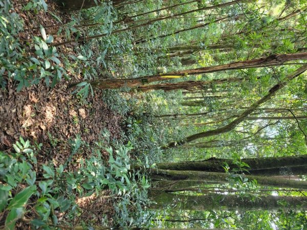 《貴妃那鳥包》O型縱走(貴妃山、那結山、外鳥嘴山、蓮包山)1854051