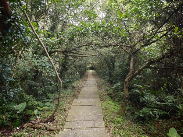 [淡蘭古道] 2026_0531 北路第一段_琉榔路步道3070561