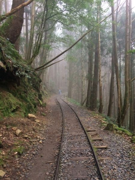 20180401-阿里山特富野古道301266