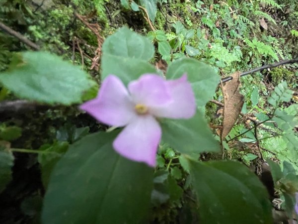 檜山巨木森林步道2224139