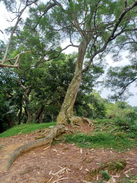 【台中北屯】南觀音山步道2933190