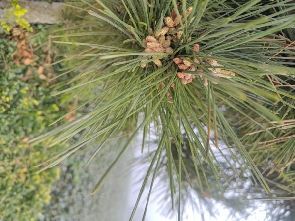 梅山鄉撿山頭2449375