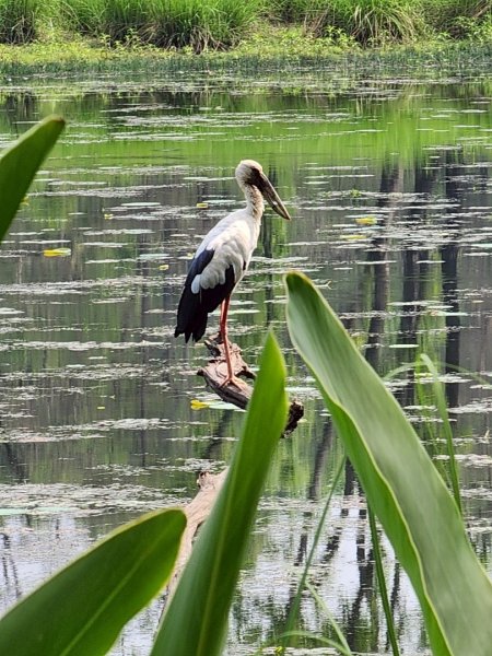 尼泊爾奇旺國家公園4天三夜2790895