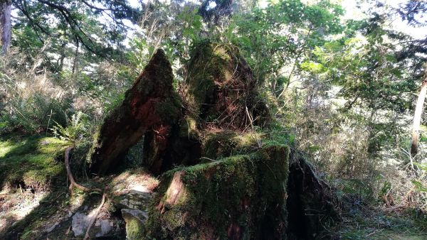太平山國家森林遊樂區374632