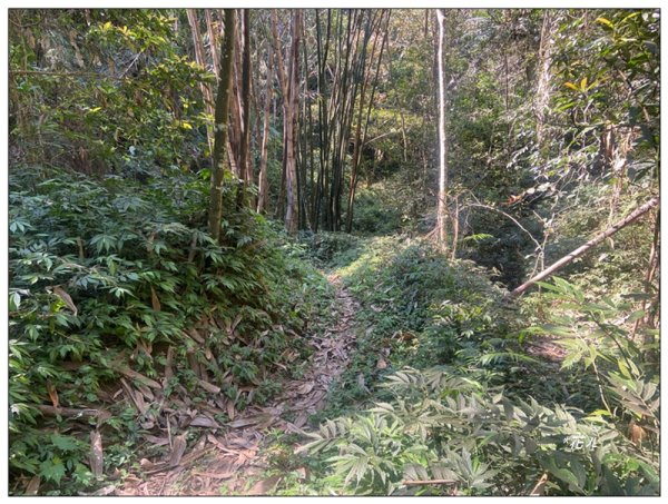 阿里眉山 (日月潭四姝的么妹)2753053