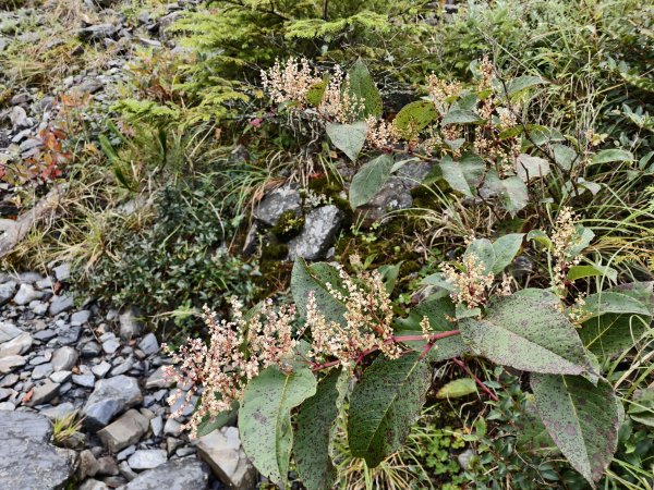 北一段(14/14)高山植物 2025_0906~132887639