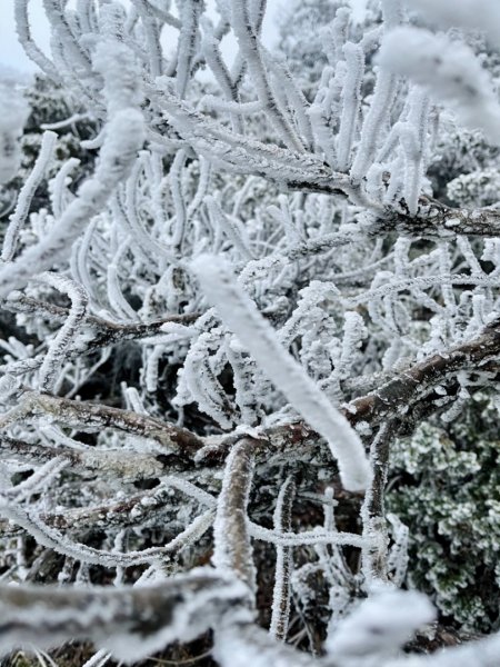 絕美銀白世界 玉山降下今年冬天「初雪」1236105
